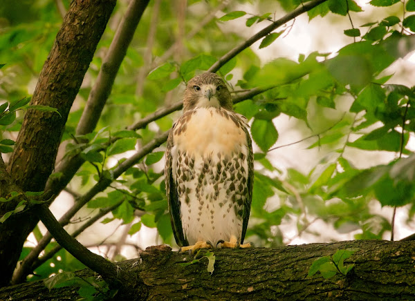 Tompkins Square red-tailed hawk fledgling.