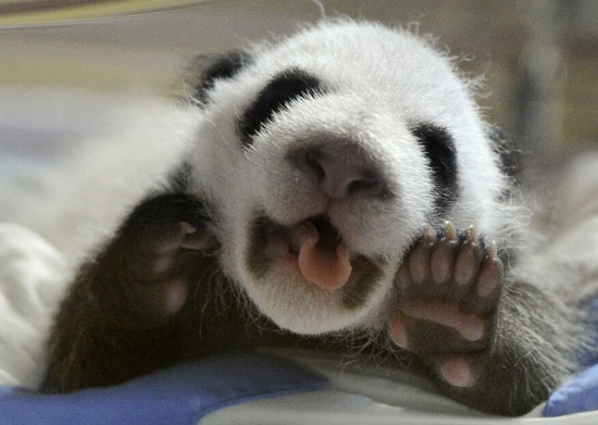 panda gigante