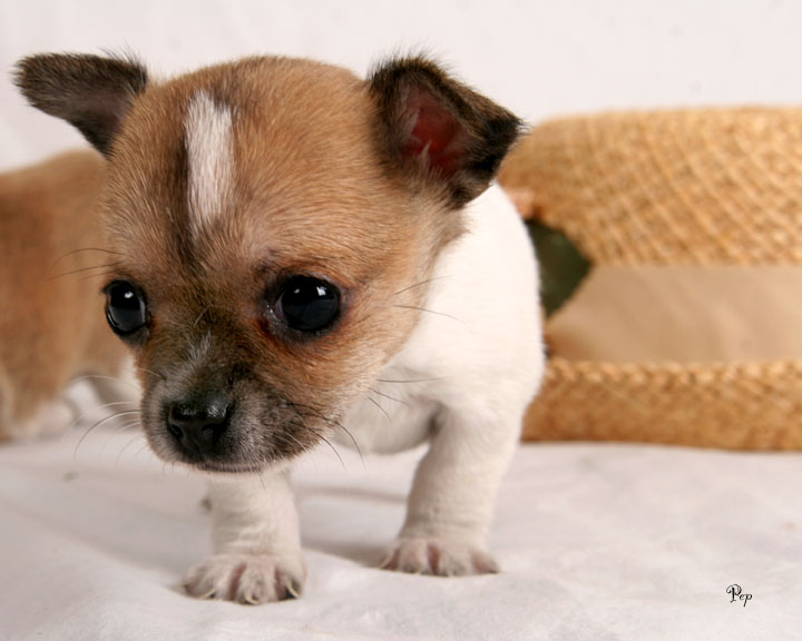 Cute Dogs: Cute Chihuahua