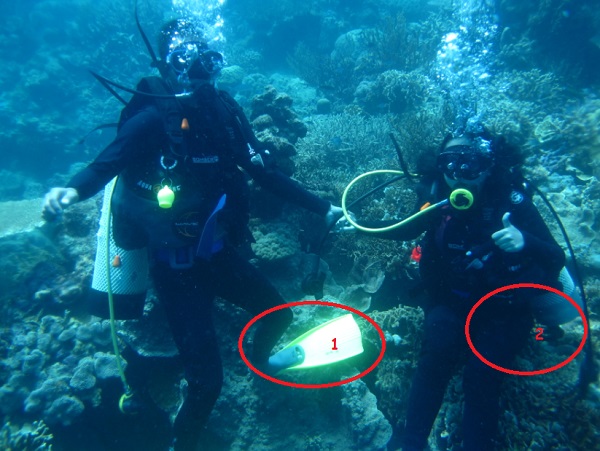 gambar kesalahan buoyency / melayang terkena terumbu karang saat diving