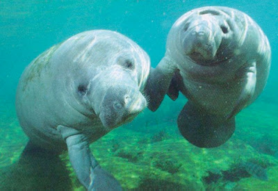  Manatee