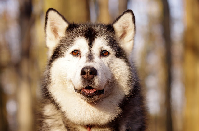 Husky - cold climate dogs 