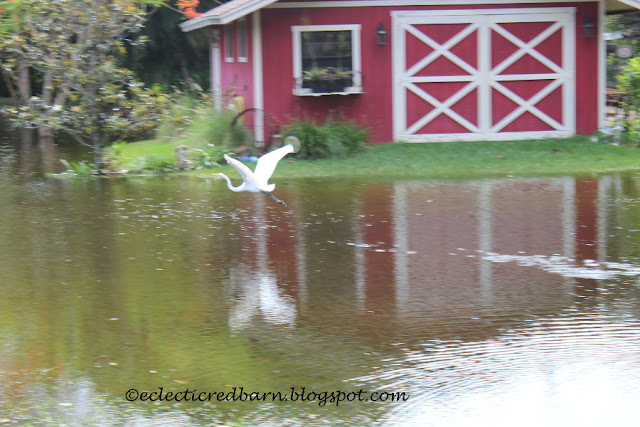 Eclectic Red Barn: Great Egret flying