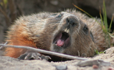 an irked groundhog