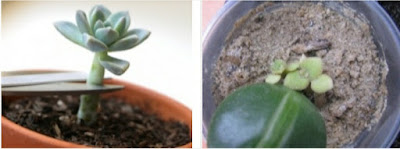 How to propagate succulents at home 2022 Tips