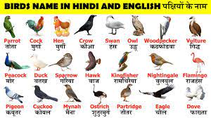 Birds Name In Hindi-English