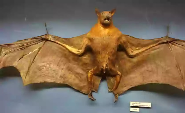 Orange Bat_image
