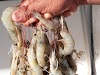 RN registra primeira queda na produção de camarão em 6 anos, aponta IBGE