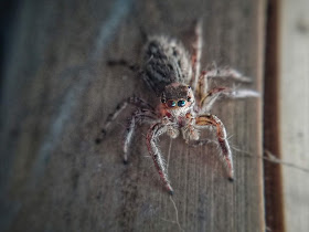 Some information about spider