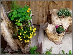 SG2016_SELVA_FIORI_03