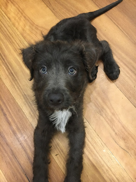 Border Collie Cross Poodle Puppy Bordoodle