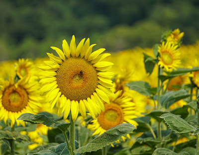 sunflowers photo by mbgphoto