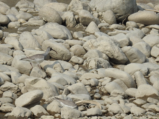 Ibisbill in Nepal