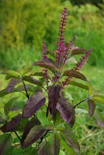 Everyone Must Know About Basil uses(ਤੁਲਸੀ ਦੇ ਫ਼ਾਇਦੇ), shyam tulsi