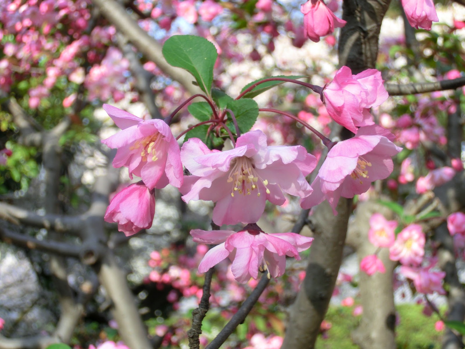 黙翁日録 東京 北の丸公園の桜 シダレザクラ満開 遅桜が徐々に開花 イチヨウ 一葉 ヤエムラサキ 八重紫 ヤエベニトラノオ 八重紅虎の尾 スザク 朱雀 カイドウ 海棠 開花 12 04 12