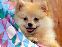 Pomeranians Dogs Wallpapers 2