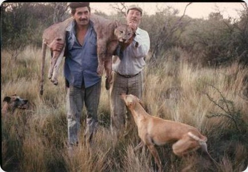 puma caza