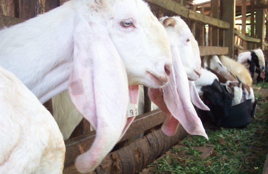 ternak ayam tanpa bau