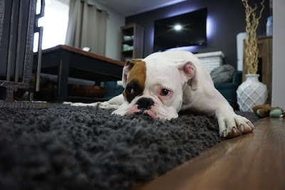 How can you tell if your dog is unhappy? This and many other related questions will be explained in this article. An unhappy dog with sad little eyes and an apathetic face is a heartbreaking scene for dog owners.
