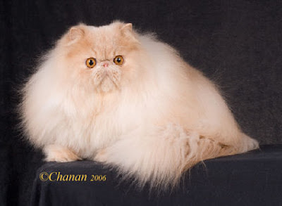 Persian Cat