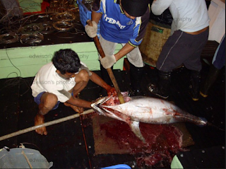 Penanganan Ikan Di Atas Kapal