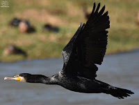 cormorán grande (Phalacrocorax carbo)