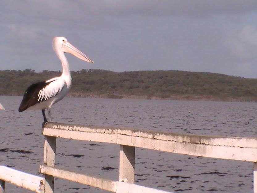 PELICAN @ BEMM RIVER VICTORIA