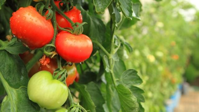 C:\Users\Microsoft\Downloads\Health Benefits of Tomato With Tomato Cultivation Guidelines.png