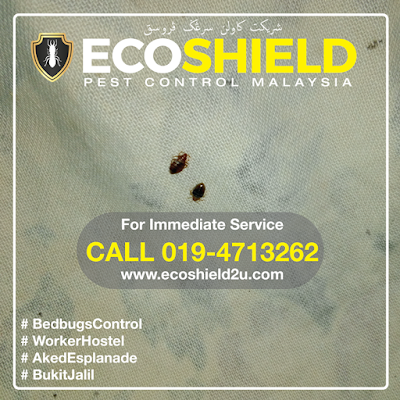 Eco Shield Pest Control Selangor Malaysia