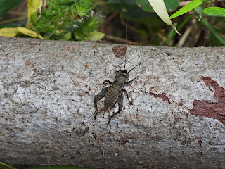 Teleogryllus Occipitalis in Botanical Forest Garden