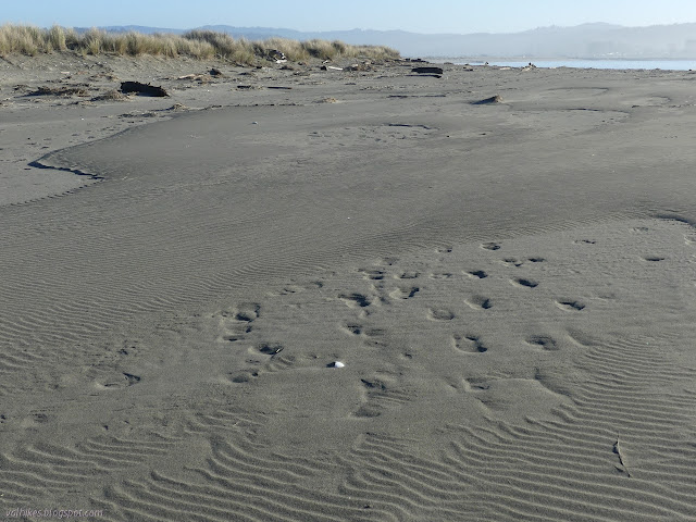 raised areas of sand showing only wind blown ripples while lower areas are full of footprints