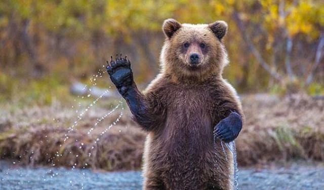 http://funkidos.com/pictures-world/wild-life/bears-similar-to-the-people