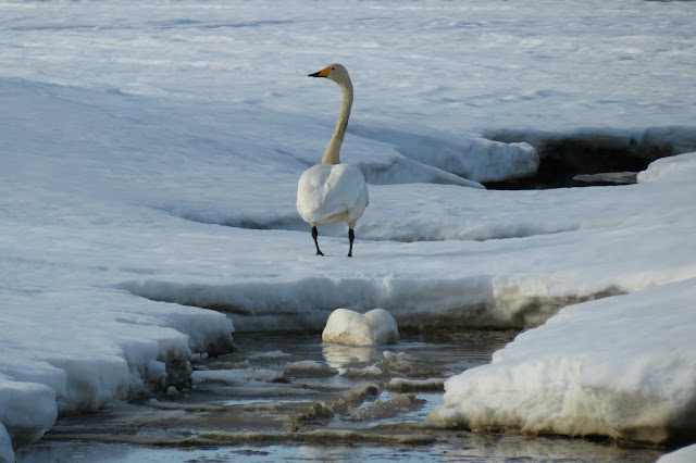 Lens and Cover - Photography | Swans are back again