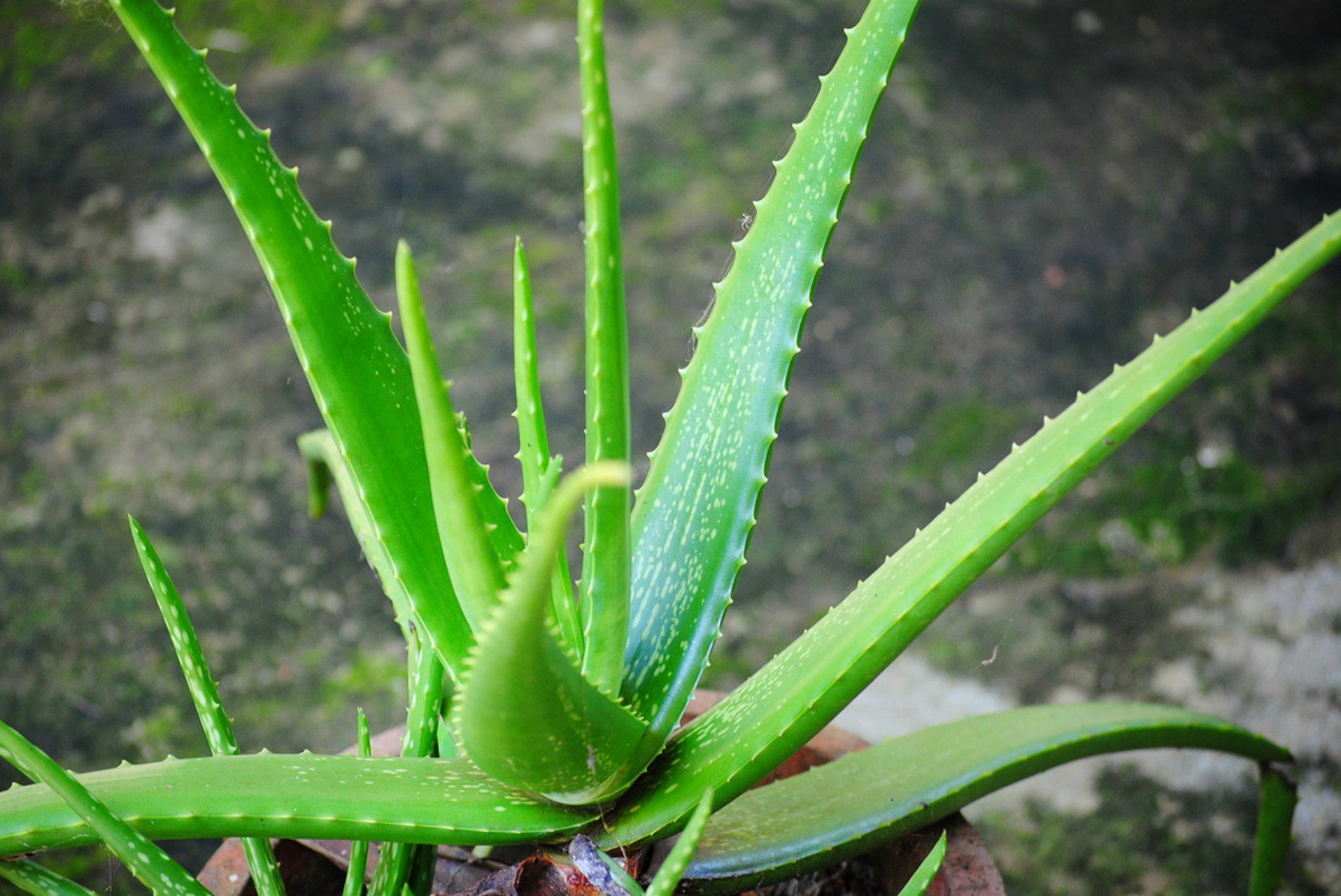  Pokok  Hiasan  Yang Sesuai di Dalam  Rumah  MyRokan