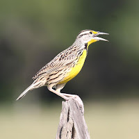 Eastern Meadowlark – Mexico – Feb. 2009 – photo by Alastair Rae