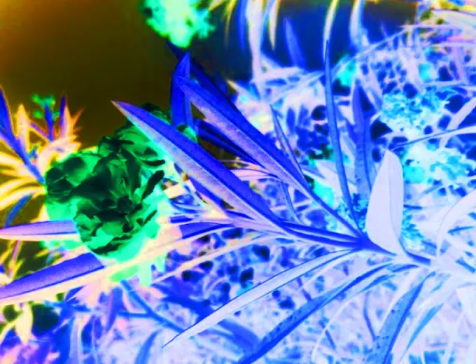 Flower In Invert Color