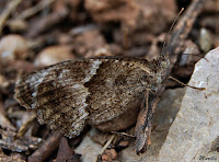  Pyronia Cecilia