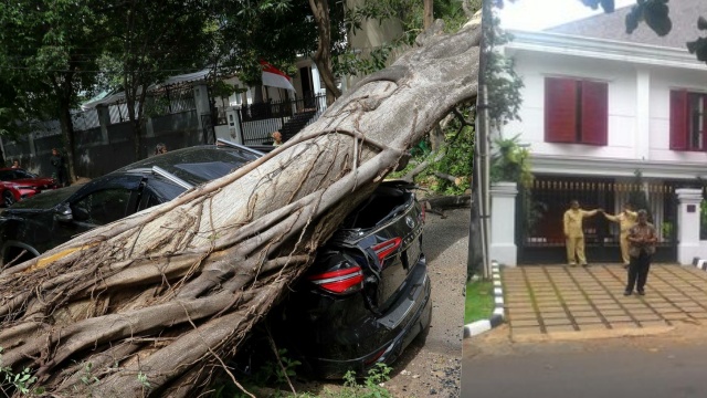 Penyebab Pohon Tumbang di Depan Rumah Prabowo Bukan karena Angin atau Hujan, Lalu?