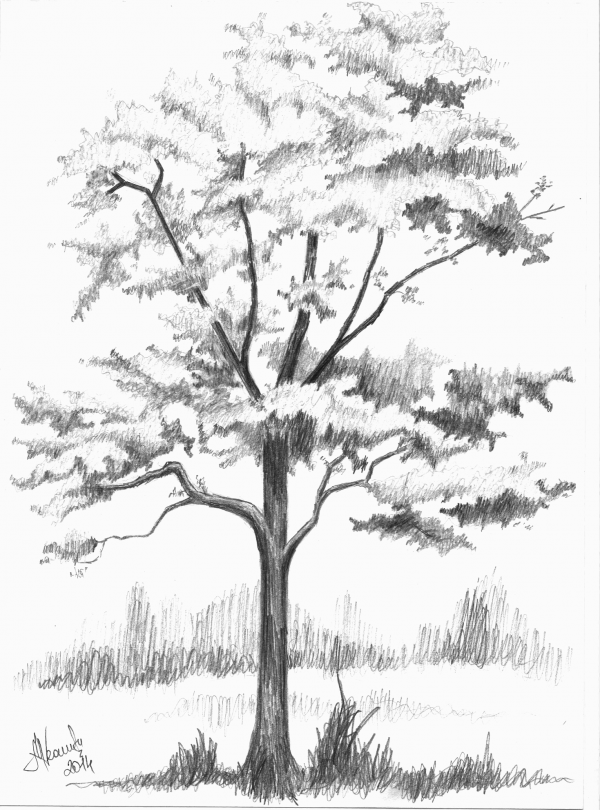 Cara Lolos Tes Psikotes Menggambar Pohon dan Penjelasannya 