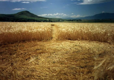 Amazing Crop Circle