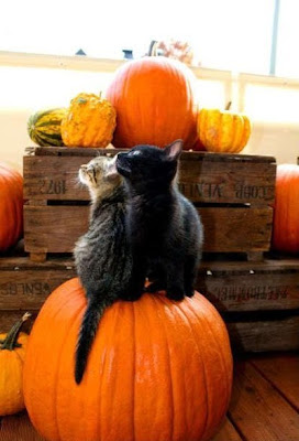TheJungleStore.com Blog | Cats Sitting On Pumpkin