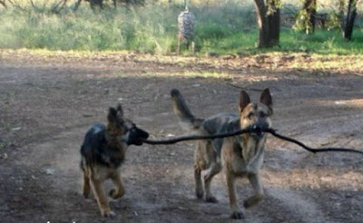 Dogs argue over stick to fetch