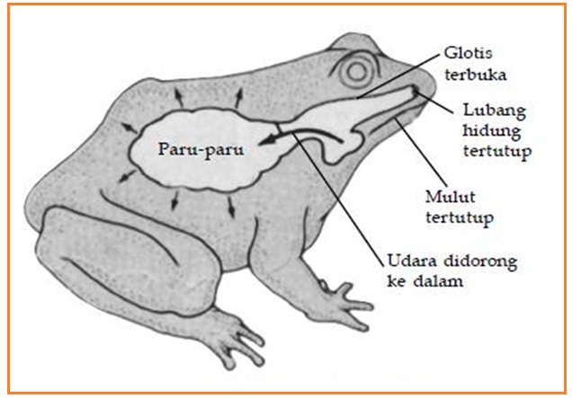 Ria Biology UAD Tugas SPH 1 Perbandingan Anatomi Class 