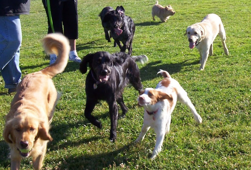 seven dogs running in the direction of the camera, the pack includes 3 blue picardies, a golden, a westie, a spaniel puppy, and cabana