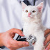 Identifying and Managing Tapeworm Infections in Cats