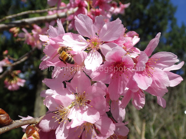 Formosan Aboriginal Culture Village cherry blossom