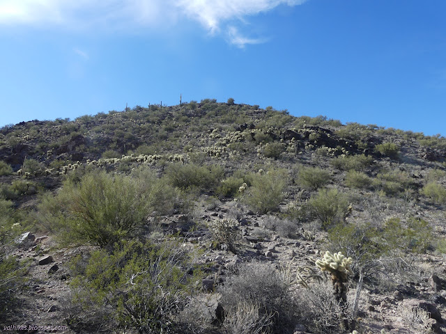 25: cactus rounds on the hillside