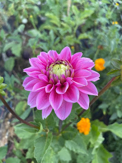 Pink Dahlia