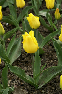 Tulipes Greigii - Tulipa Gold west - Tulipe Gold west - Tulipe Greigii Gold west - Tulipe de Greig
