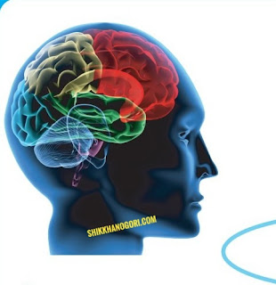 Brain Human body shikkhanogori শিক্ষানগরী
